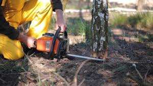 Best Lawn Disease Treatment  in Linden, CA