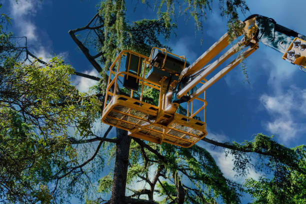 Best Commercial Tree Services  in Linden, CA