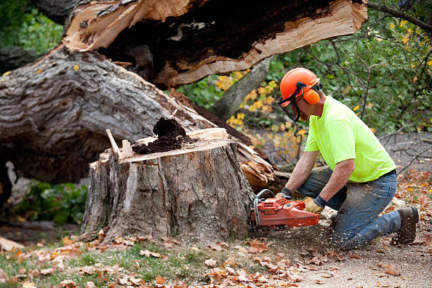 Best Tree Preservation Services  in Linden, CA